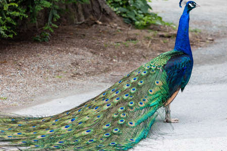a peacock proudly walking awayの写真素材