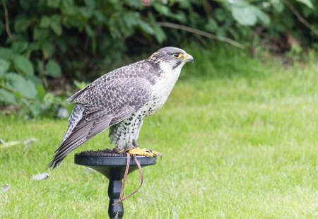 a peregrine falcon sitting and staring