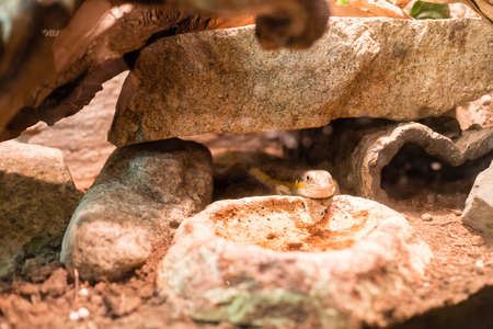 a snake staring from hiding spotの写真素材