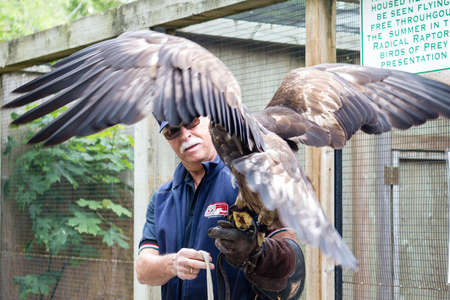 Vancouver, Canada -- June 8, 2013 -- A golden eagle receiving instructions from trainer at Greater Vancouver Zooのeditorial素材