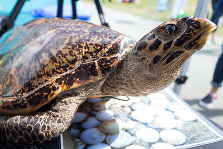 tortoise on display in stanley park