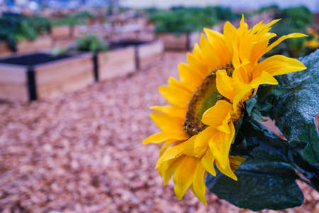 nice little yellow autumn sunflowerの写真素材