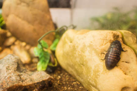a cockroach on a rock