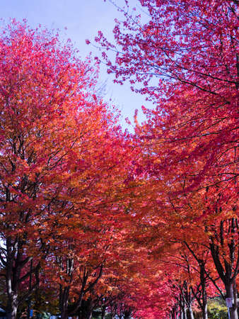 some nice autumn leaves in pleasant neigborhood-3の写真素材
