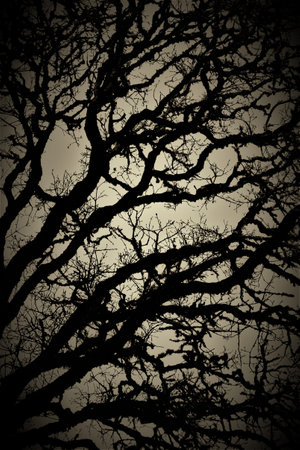 Silhouette of tree branches in a foggy forest. Toned.