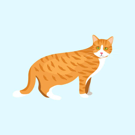cat depicting different breeds vector ilustrationのイラスト素材
