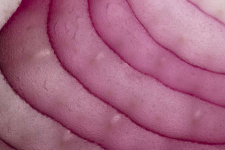 Red onion background. macro section of sliced red onionの写真素材