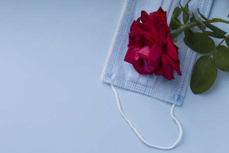 medical protective mask and rose on a blue backgroundの写真素材