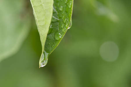 Drop water dew in the sunlight on leaf on a green background