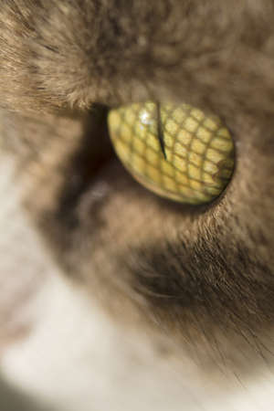 Closeup of cat eye with window greed reflection