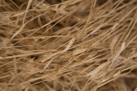 Abstract background by dry grass and yellow grass.の写真素材