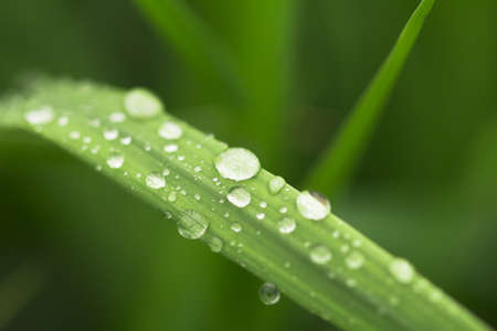 Many drops of morning dew on a green leaf macro. Natural background.の写真素材