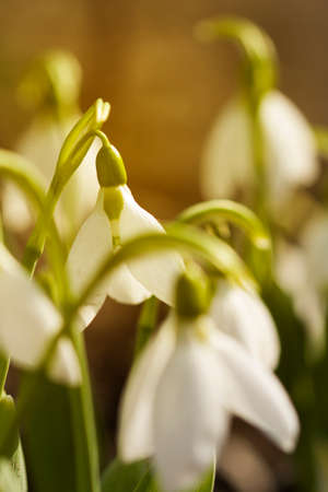 Snowdrop flowers (Galanthus nivalis) close up. Sunlight color