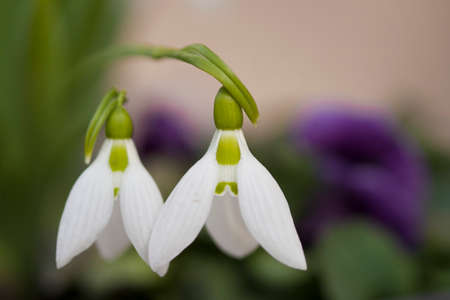 Galanthus nivalis or common snowdrop. Bloomed snowdrops close-upの写真素材