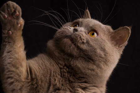 The Gray Cat Costs With The Lifted Paw. close up