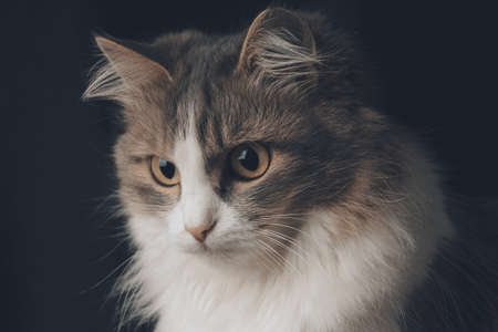 Closeup of cat eye. a cat portrait close upの写真素材