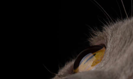 Yellow cat eye close up. Macro shotの写真素材