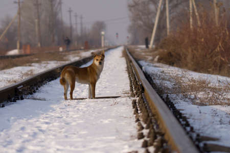 red and white dog waiting for the owner at the railway station. winter seasonの写真素材