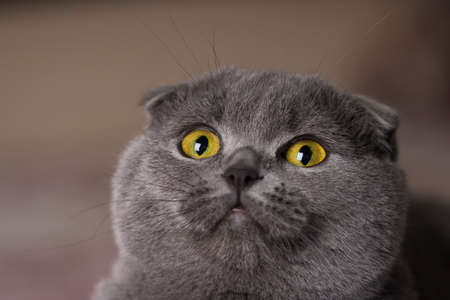 Portrait of young scottish fold cat with yellow eyes