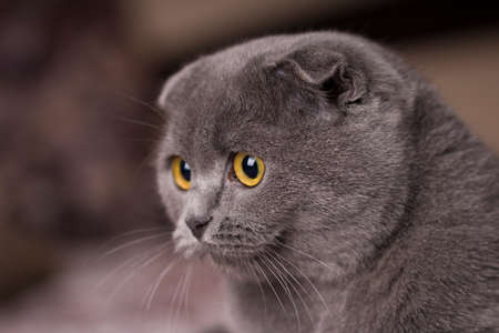 Gray cat with yellow eyes Scottish Fold, close upの写真素材