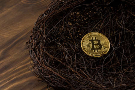Longterm Bitcoin Investment concept. bitcoin in nest close upの写真素材
