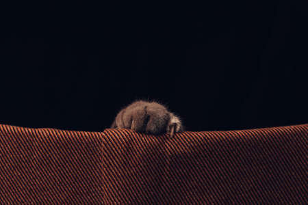 Close-Up Of Cat Paw Over orange Backgroundの写真素材