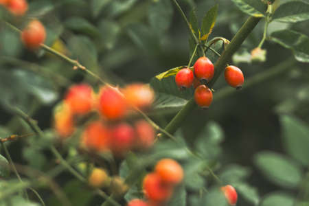Berries of wild rose close-up among the green leaves.の写真素材