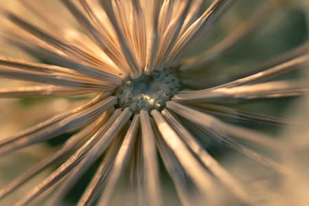 Dandelion Macro. Nature concept. Selective focusの写真素材