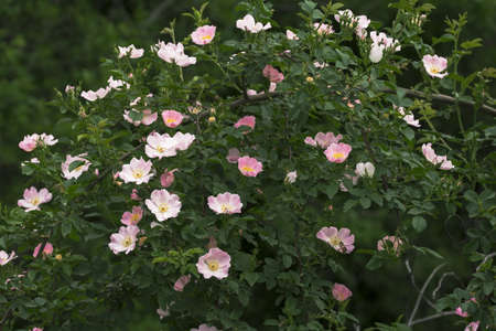 pink flowers of wild rose. daylight. natural backgroundの写真素材