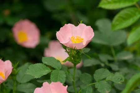 Rose hips bloom on the branch of the bush. Close up, soft focusの写真素材