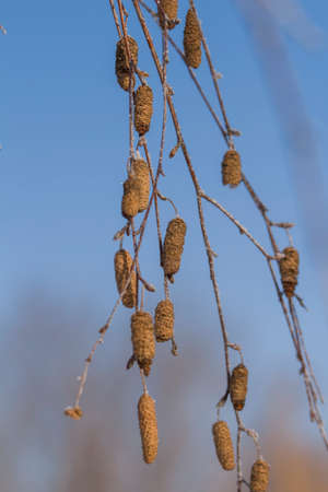 Birch seed pods on the branch close up during wintertime. betula pendula, blue sky backgroundの写真素材