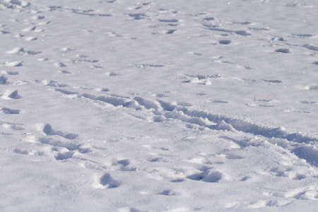 trace in the snow in the sunny winter day.の写真素材