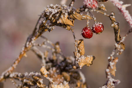 Red Berries In The Winter. Frosted berries in the parkの写真素材