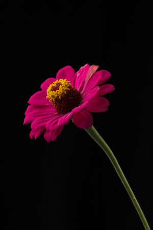 Red Aster Bud on black background, fluffy Dahlia feathery.の写真素材