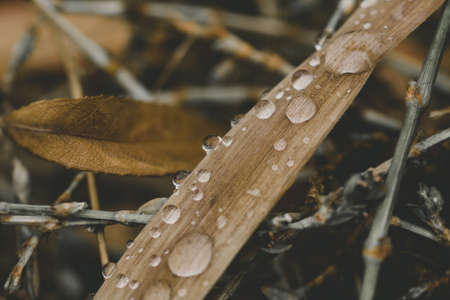 Drops of rain on dry grass. Close up, tonedの写真素材