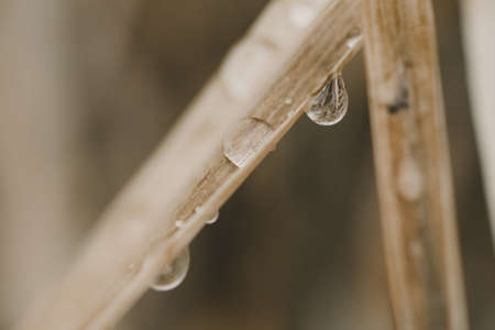 Nature background concept. Drops of rain on dry grass. Soft focusの写真素材