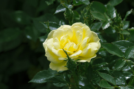 Yellow Rose Close-Up. natural backgroundの写真素材