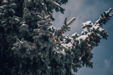 Holiday Evergreen Christmas Tree Pine Branches Covered With Snowの写真素材