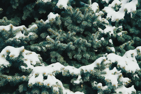 Blue spruce fir tree branches detail. Banner image. Nature backgroundの写真素材