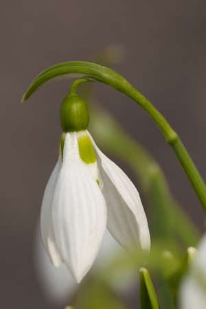 Snowdrop flower as Spring symbol blooming in the forest. Close upの写真素材