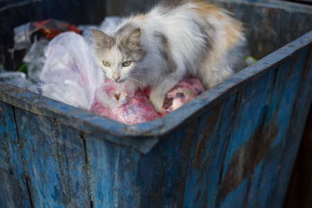 Cat looks for food in the dumpster garbageの写真素材