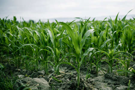 Rows of young corn shoots on a cornfieldの写真素材