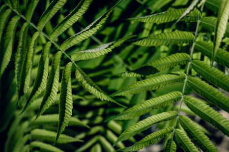 Vinegar tree, rhus typhina leaves as background