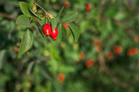 dogrose berry branches. Autumn nature backgroundの写真素材
