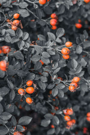 Red rose hips on a blurred background with yellow and greeen leaves. Close up, tonedの写真素材