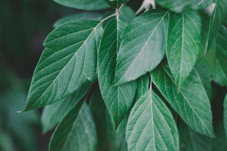 green leaves texture background. Ornamental plant in the garden. Eco wall.の写真素材