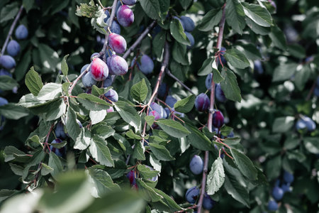 close-up of ripe plums on a tree branch