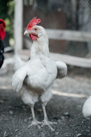 Big white Chicken indoors in a farm. close up viewの写真素材