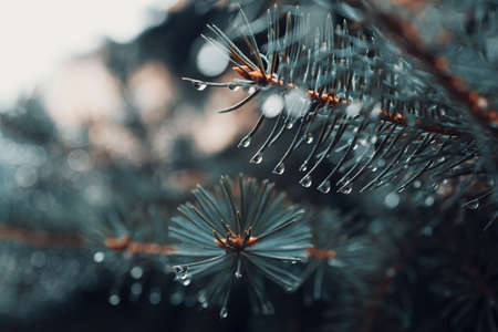 Blue spruce branches covered with water drops. Natural backgroundの写真素材