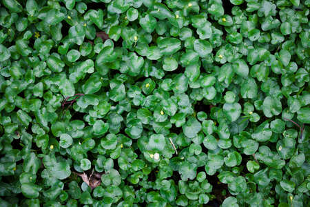 Little leaves green natural background for design art work. Top view, toned